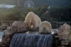 L'orsa polare Dea allo Zoosafari